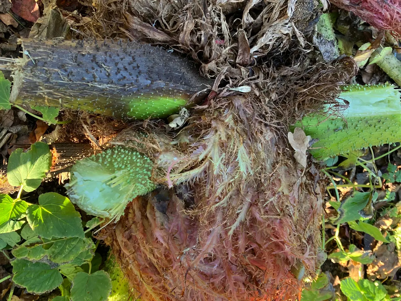 Billede 4 - Sideskud og frø af mammutblad (Gunnera Manicata)