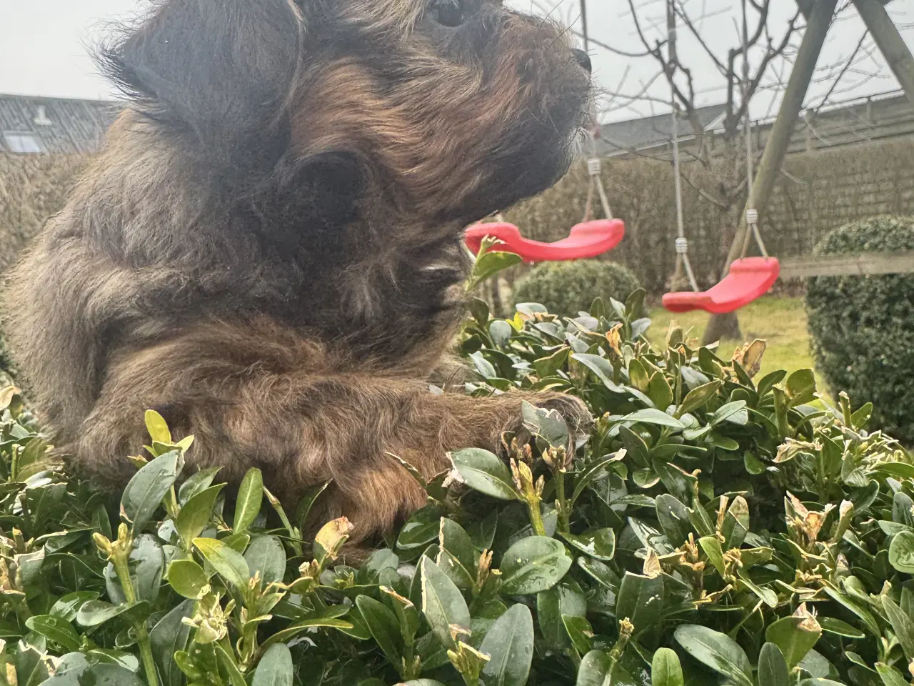 Billede 2 - Bichon havanaiser hvalpe med stamtavle 