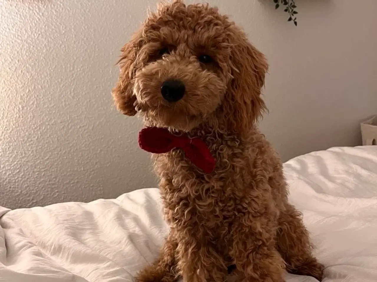 Billede 8 - Goldendoodle/dværgpuddel hvalpe