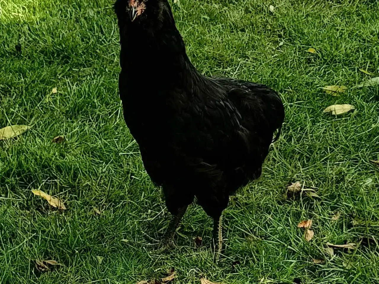 Billede 2 - Araucana hane