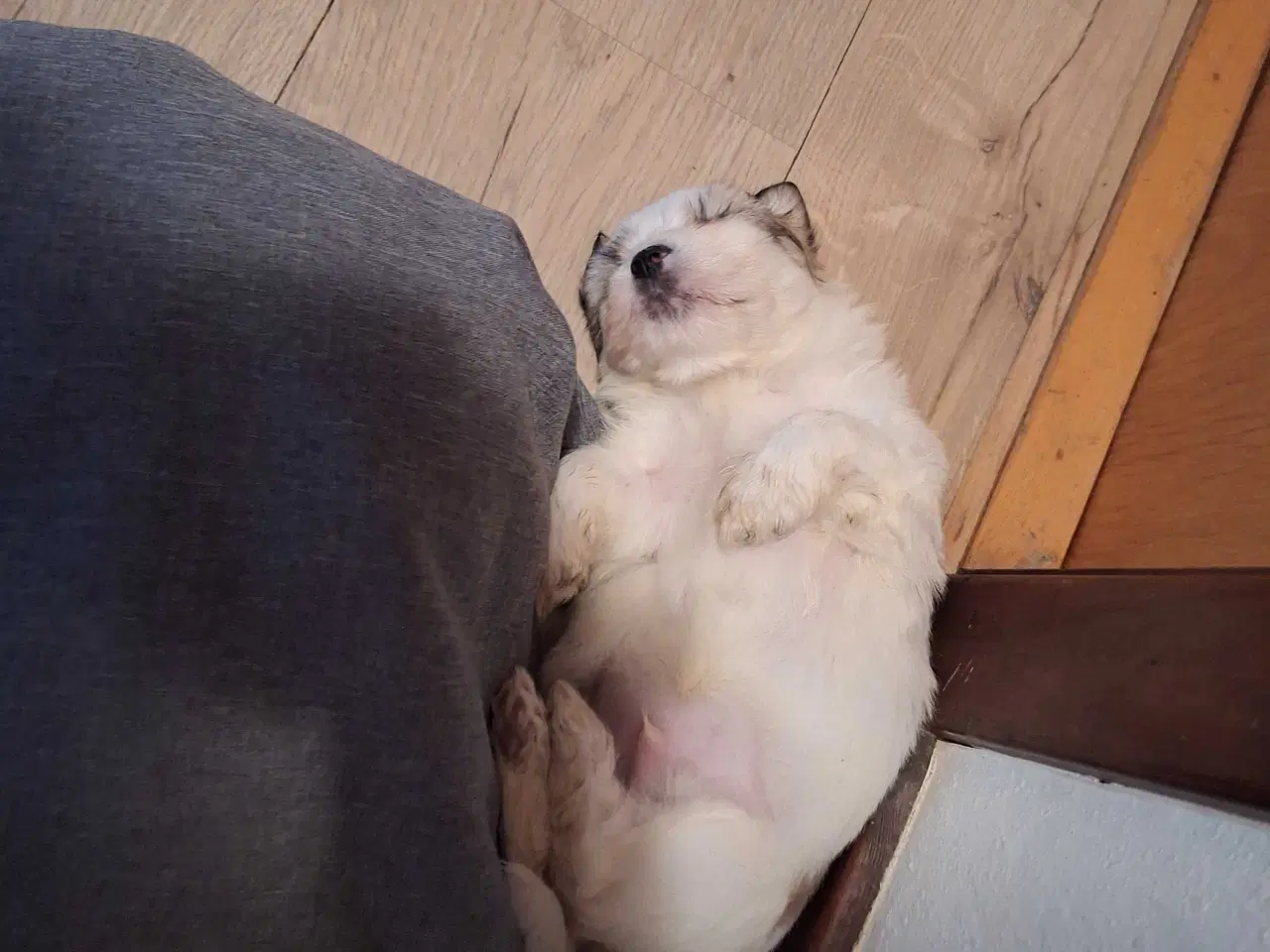 Billede 2 - Lhasa apso / malteser