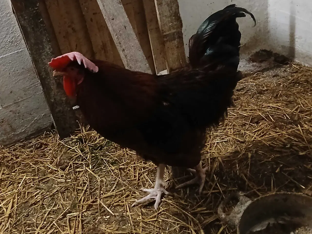 Billede 3 - GOD ET ÅRS HANE TIL SALG  75 kr 