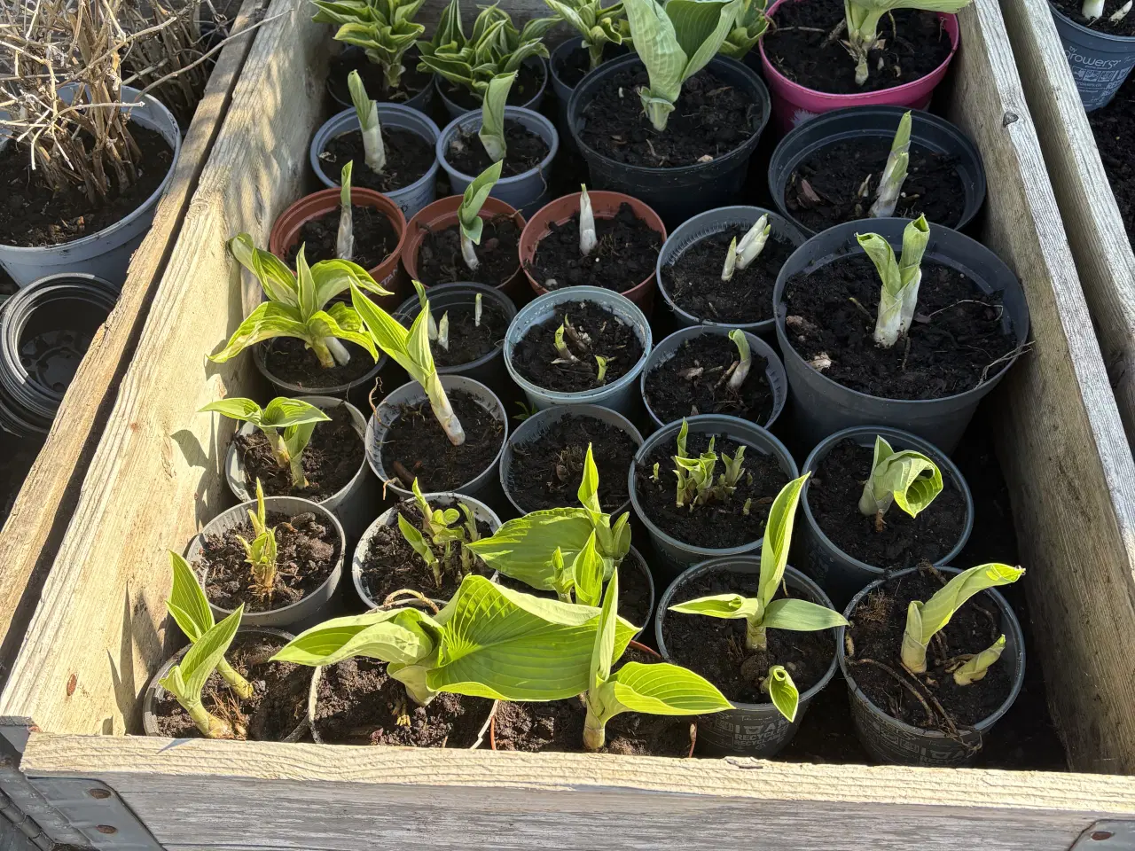 Billede 1 - Hosta og frø. 