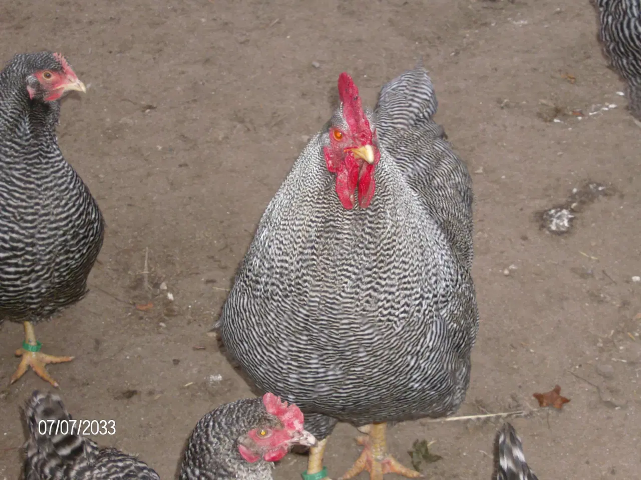 Billede 1 - Plymorock høns