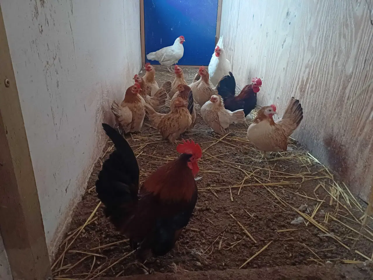 Billede 2 - Chabo dværghøns