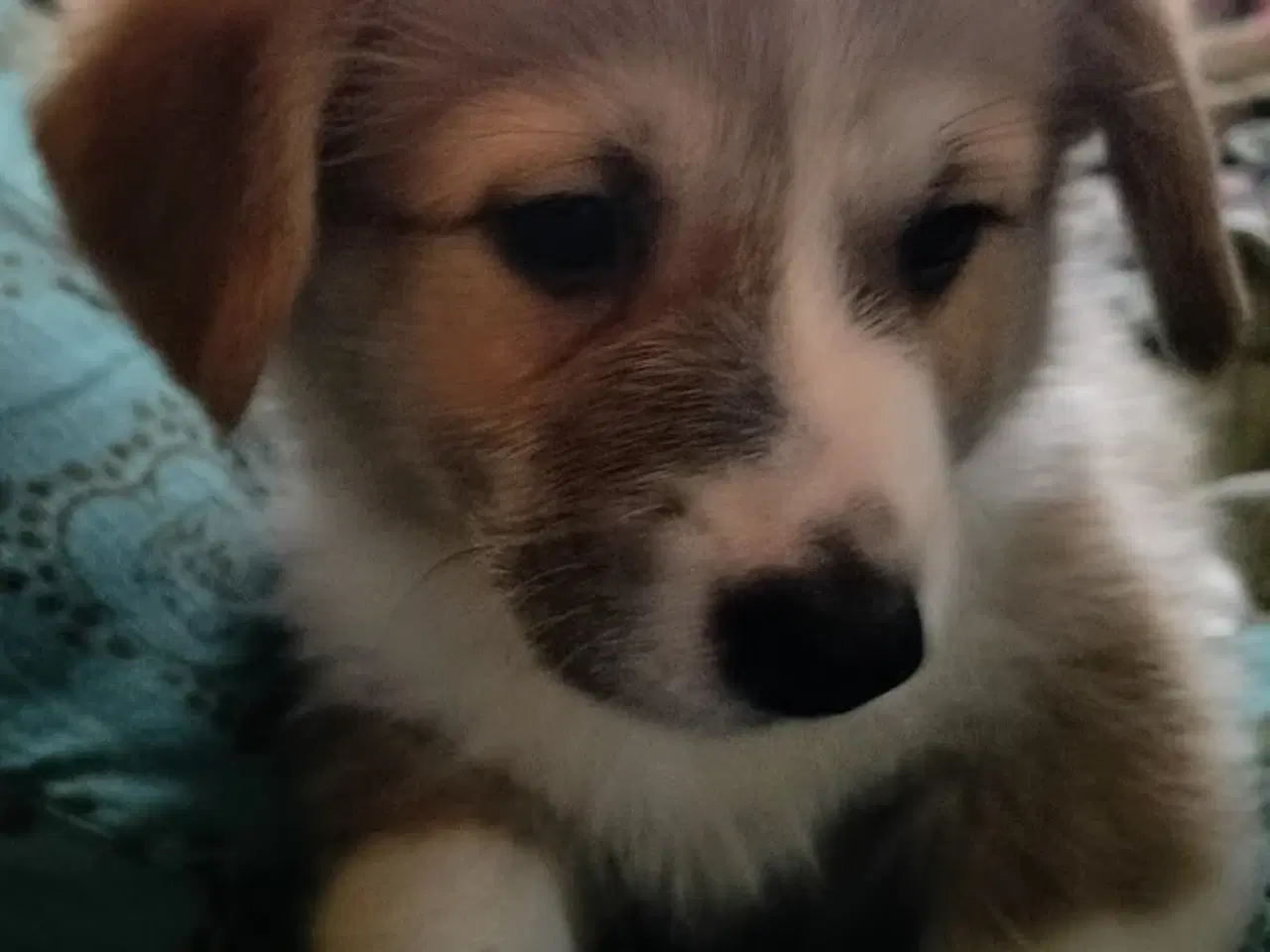 Billede 1 - corgi pembroke