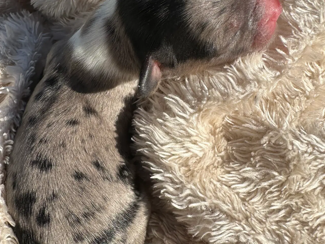 Billede 3 - Chihuahua