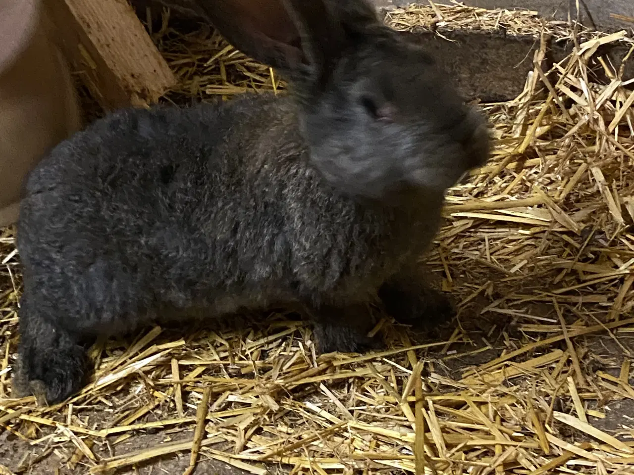 Billede 8 - Belgisk kæmpe - renracet