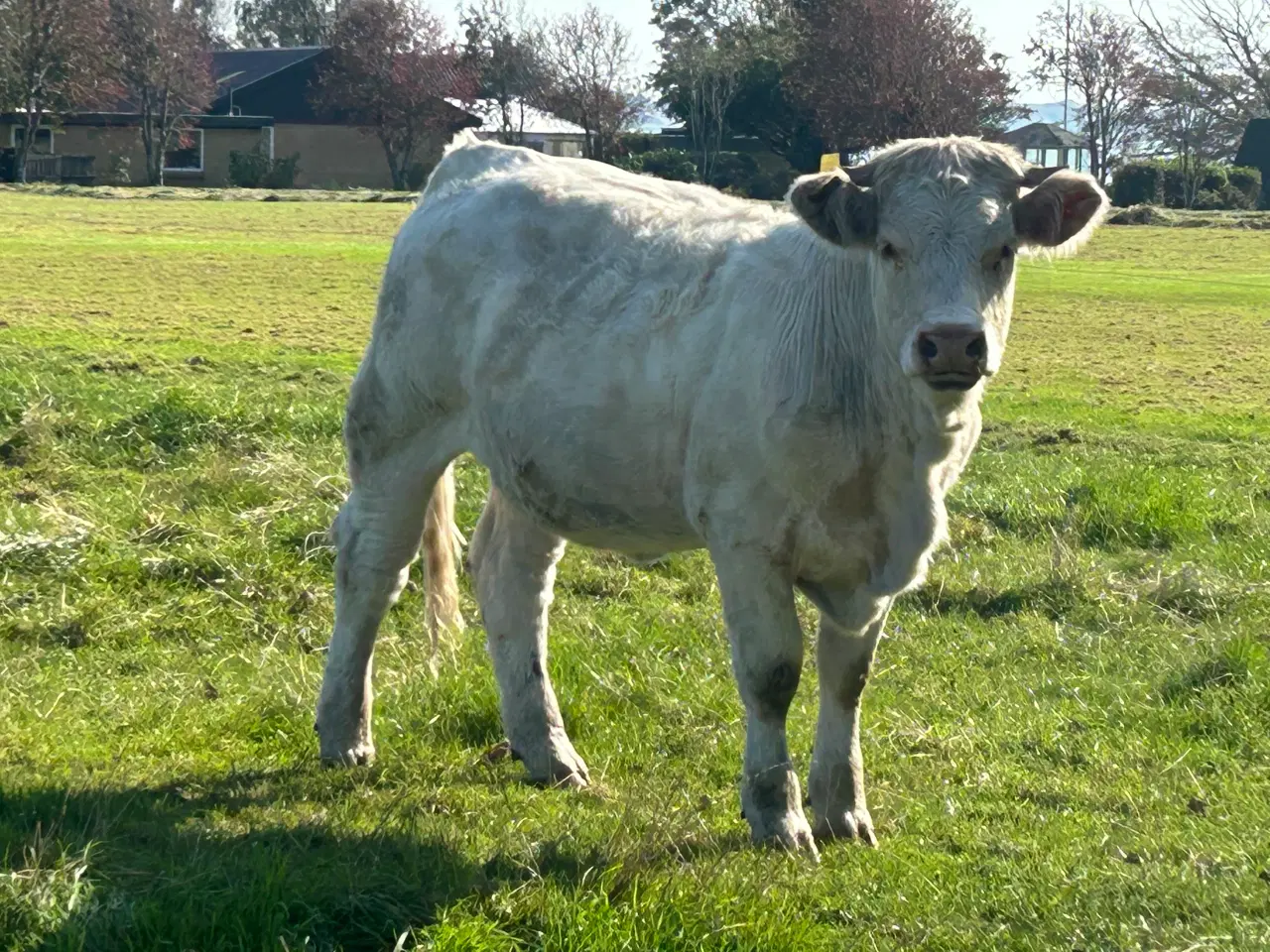 Billede 3 - Charolais kvier