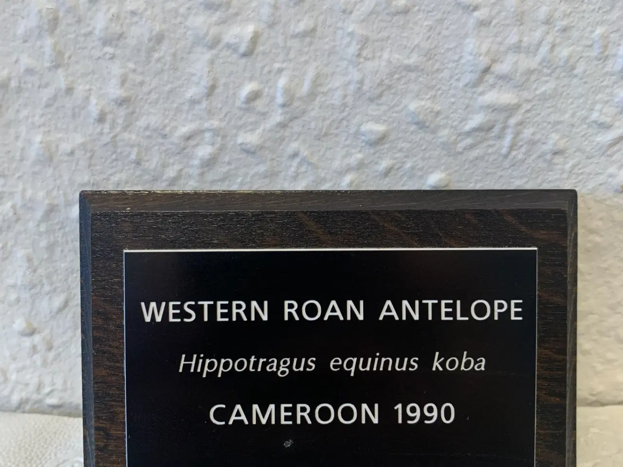 Billede 9 - Udstoppet Roan Antilope