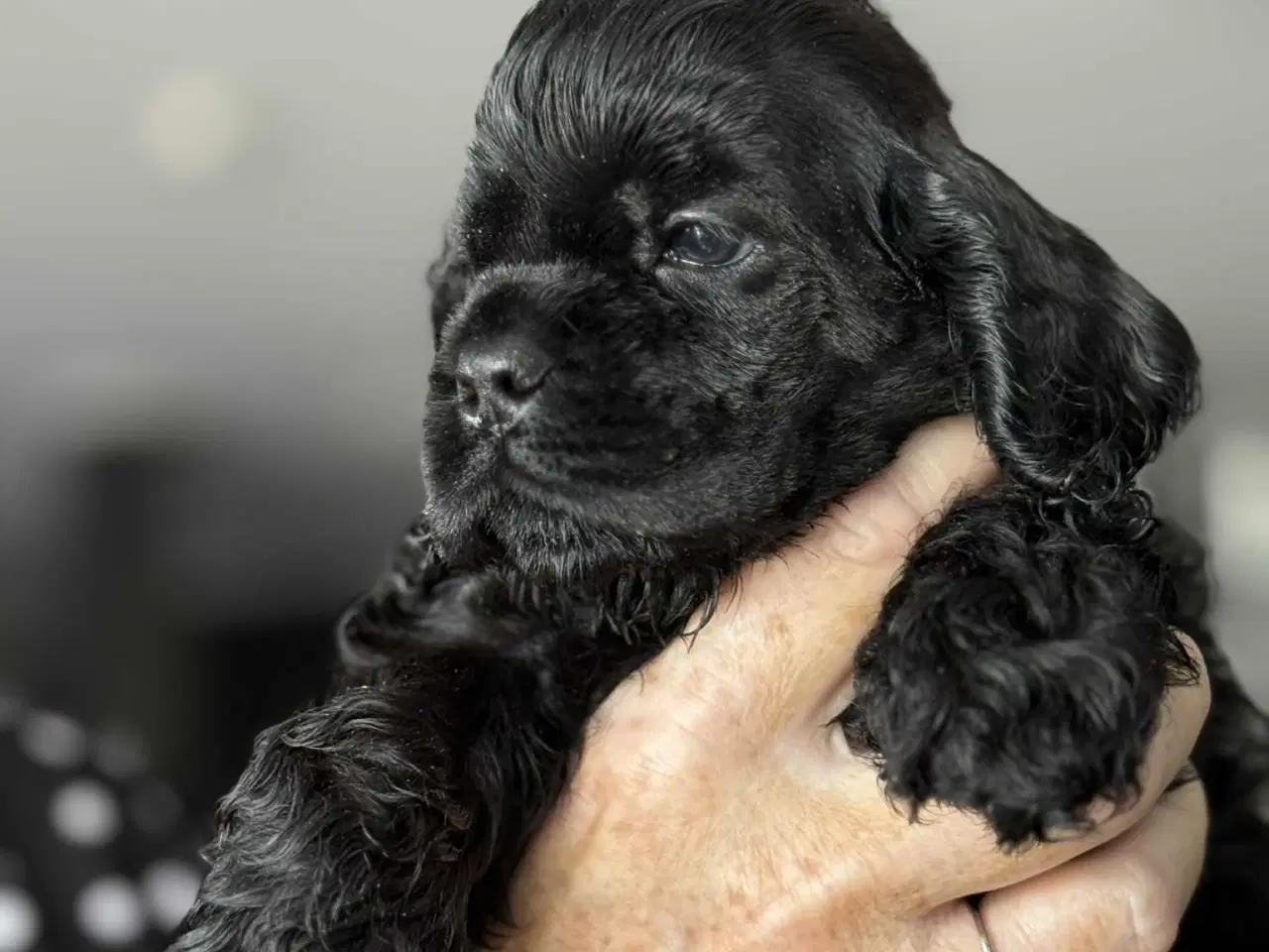 Billede 2 - Amerikansk cocker spaniel valper født 10 juni til 