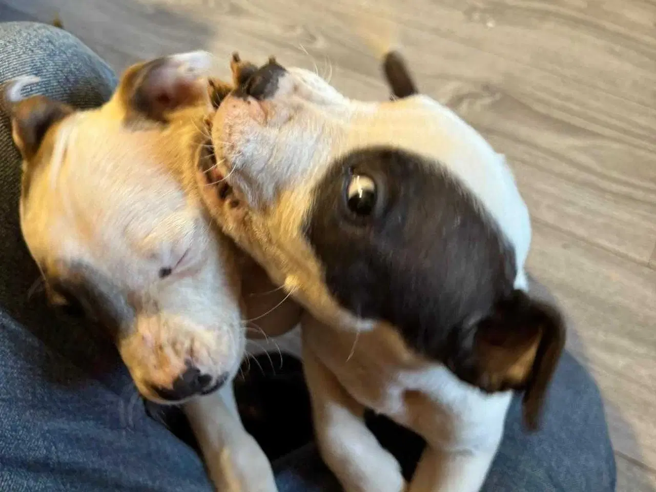 Billede 7 - American Bully XL hvalpe