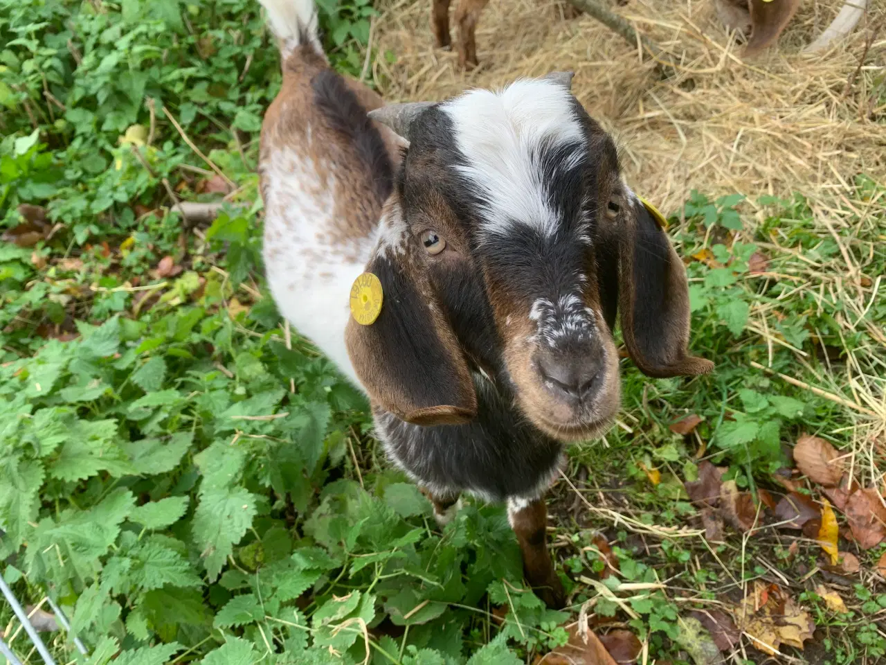 Billede 3 - Overvejer du avl af nubiske geder?