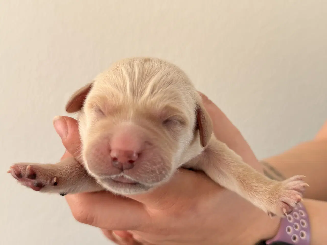 Billede 13 - Golden Retriever/Labrador hvalpe