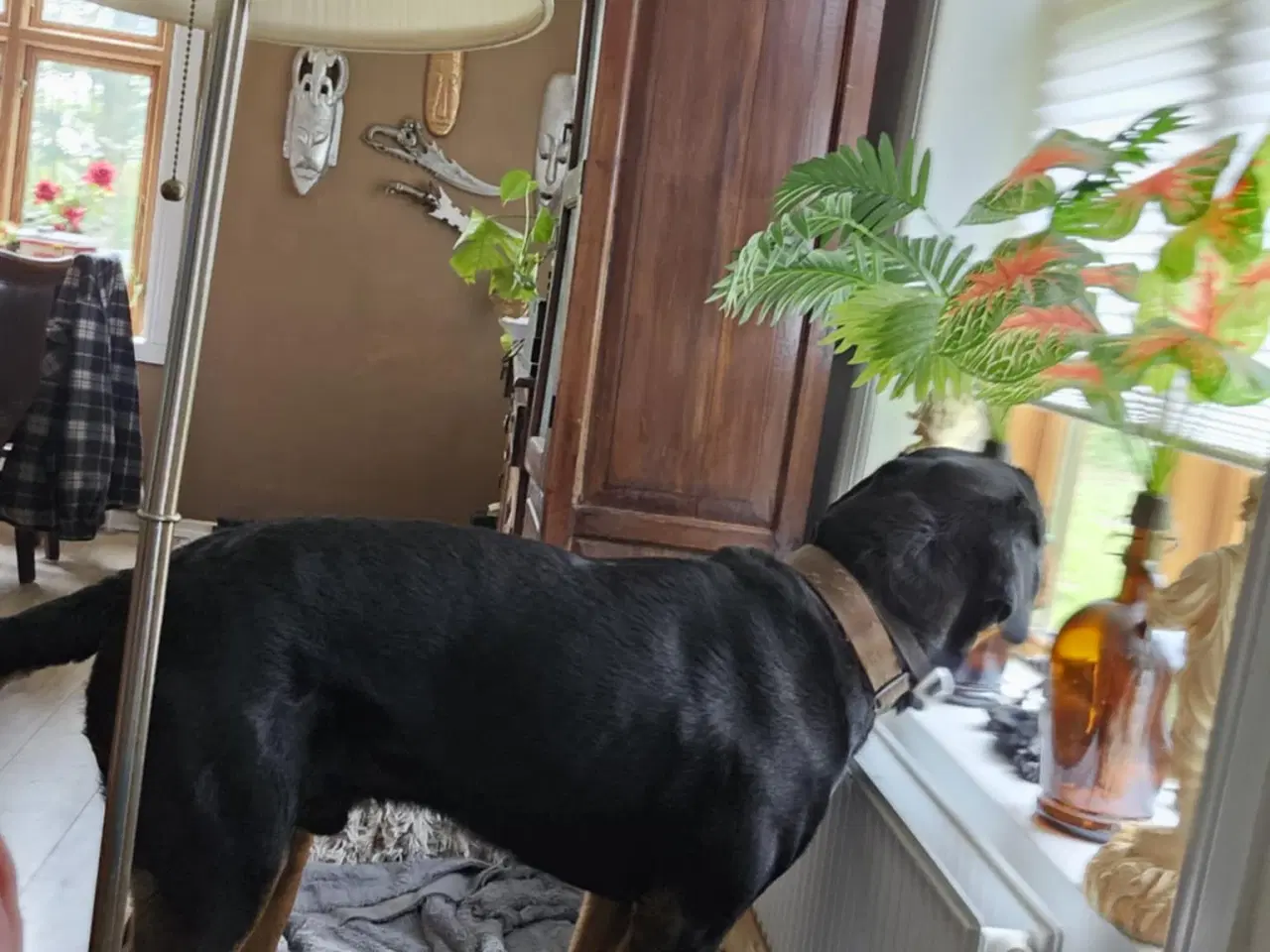 Billede 1 - Sælger min rottweiler han 