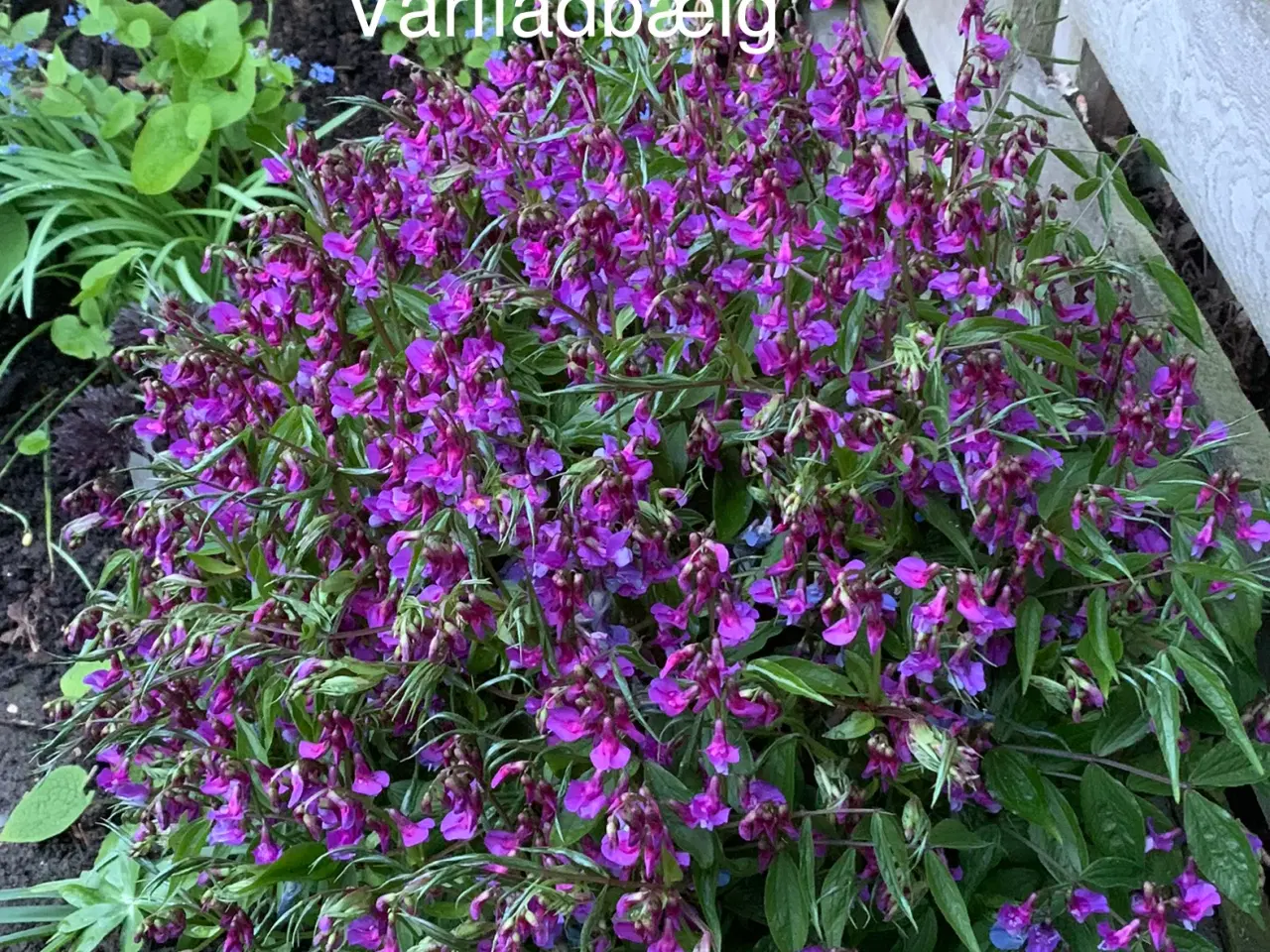 Billede 1 - Staude frø: Lathyrus Vernus / Vårfladbælg