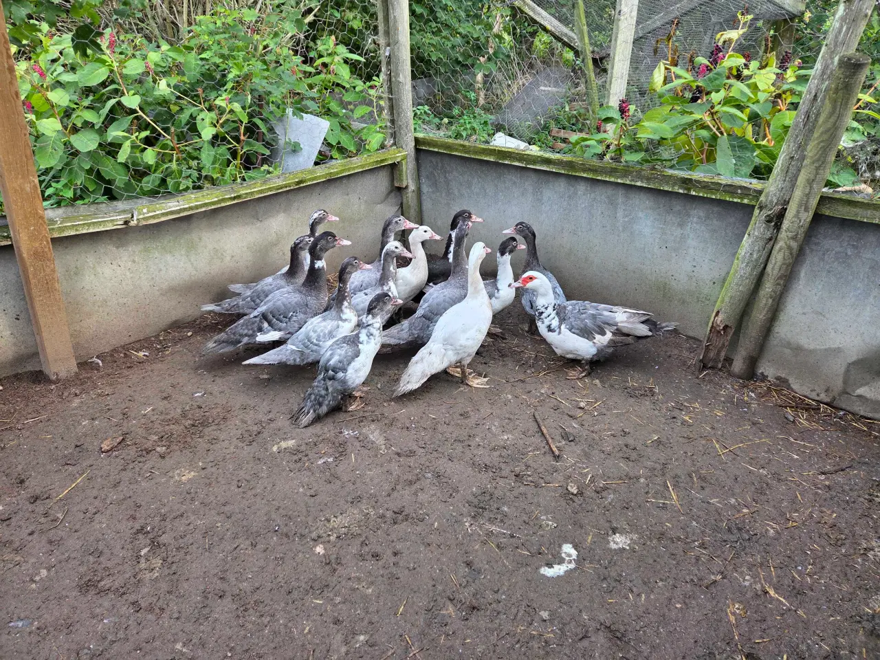 Billede 7 - Ællinger af moskusand