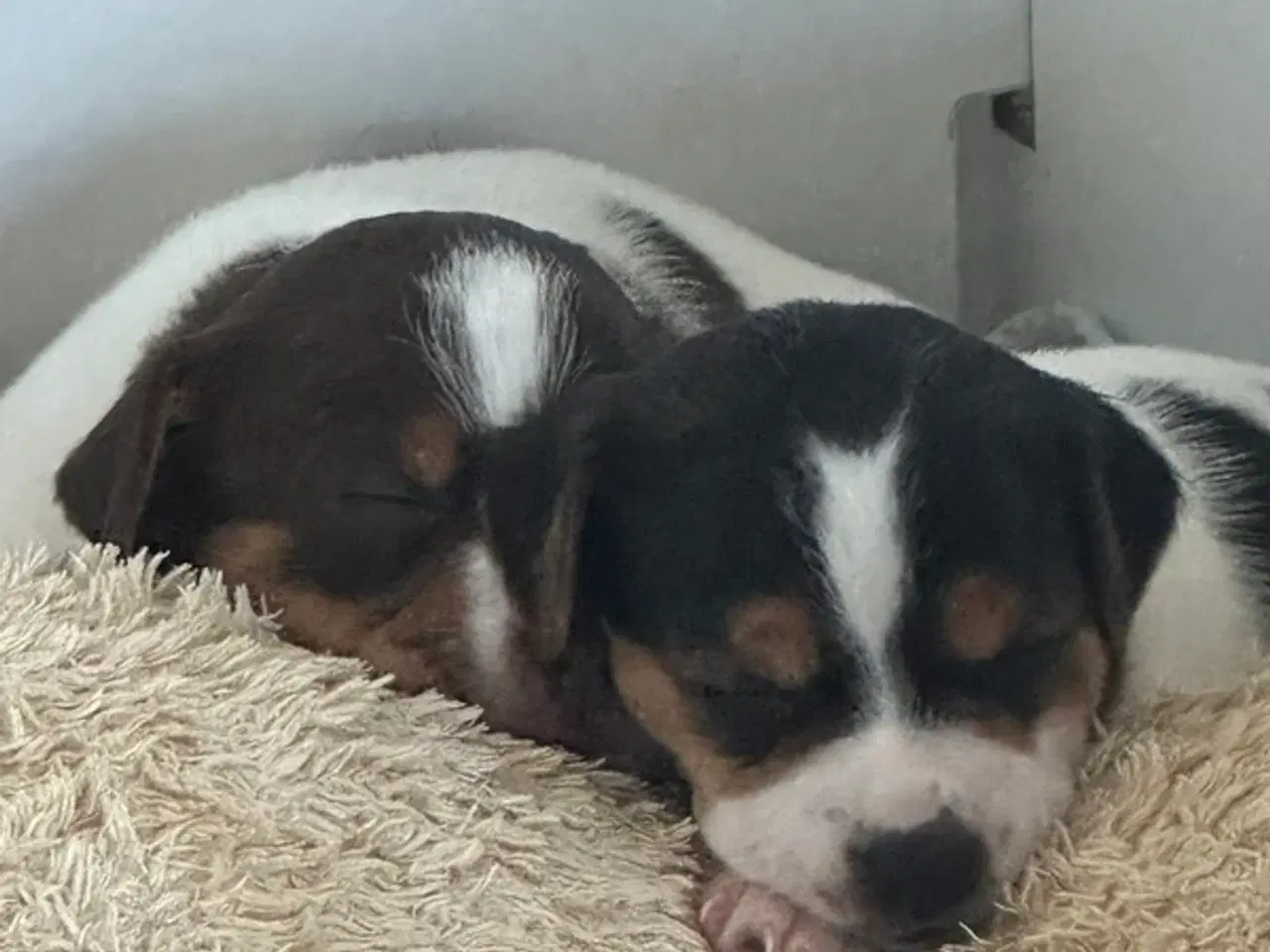 Billede 1 - Skønneste DSG hvalpe