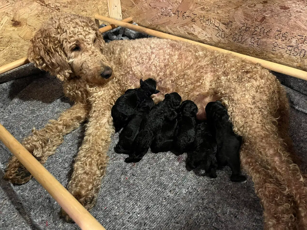 Billede 1 - Golden Doodle hvalpe