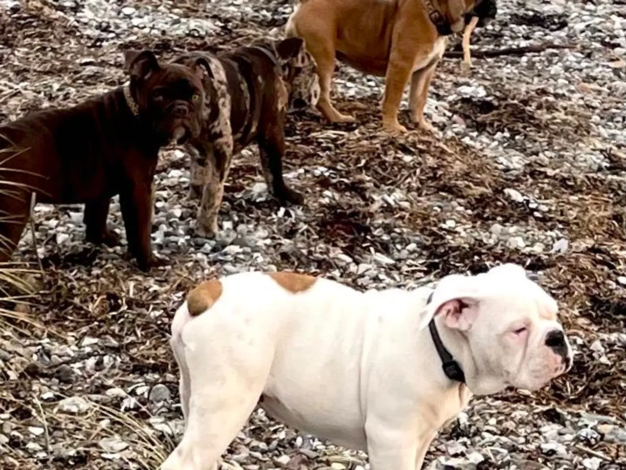 Billede 14 - Olde English bulldog 6 mdr