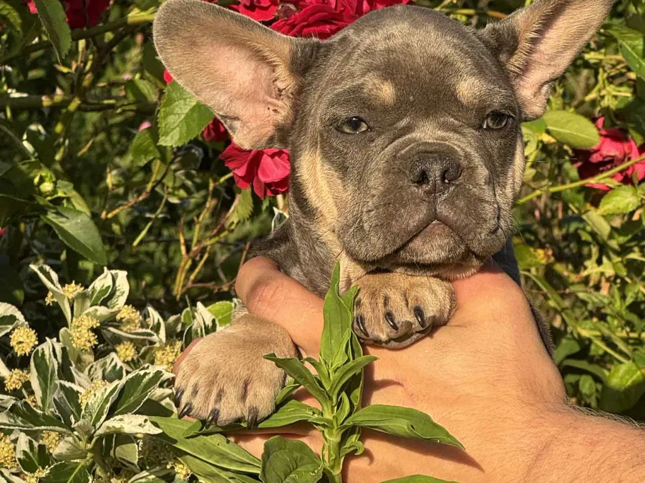 Billede 7 - Franske bulldog hvalpe