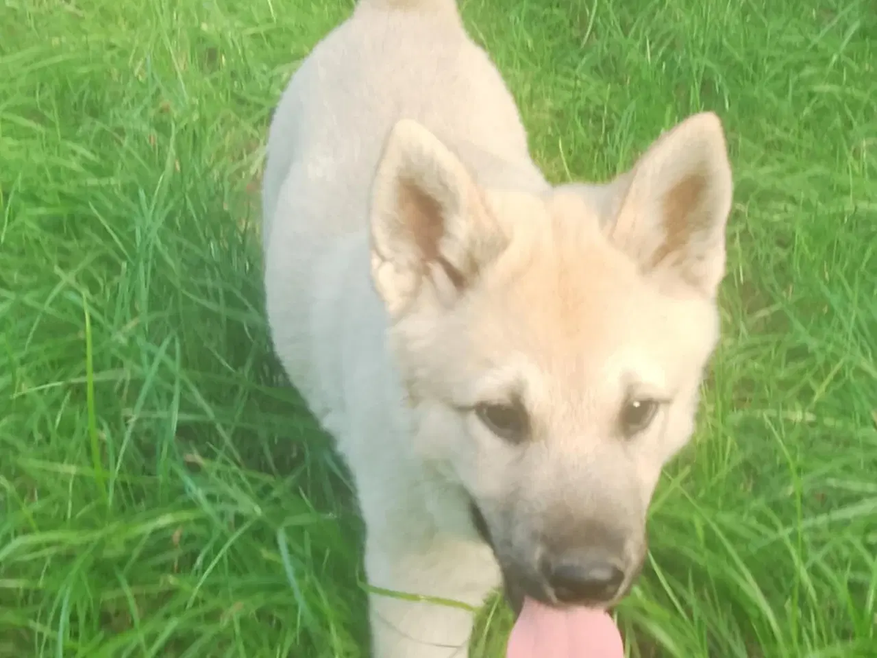 Billede 14 - Husky blandinger 