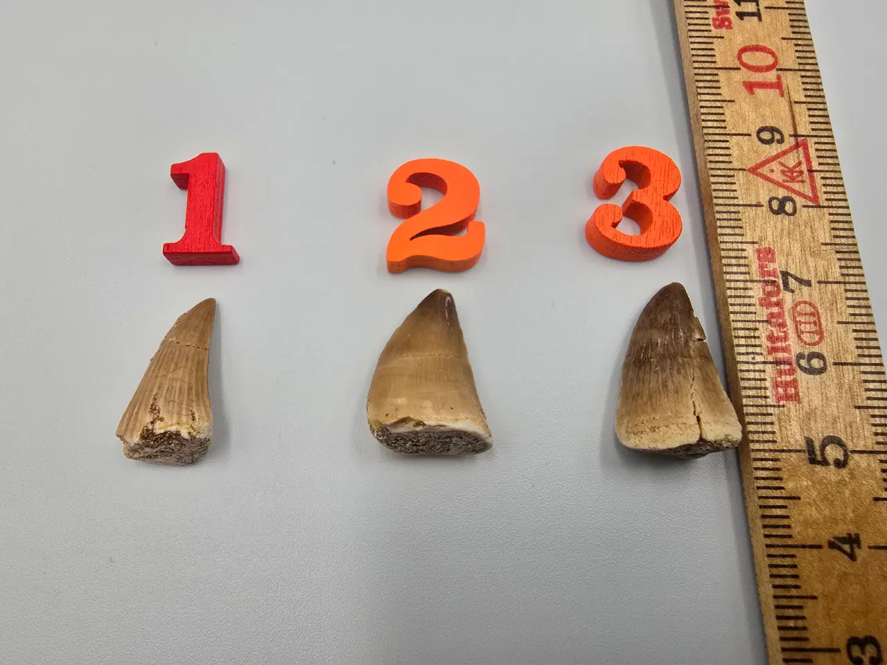 Billede 2 - Forstenede Mosasaur tænder sælges til 60,- pr. stk