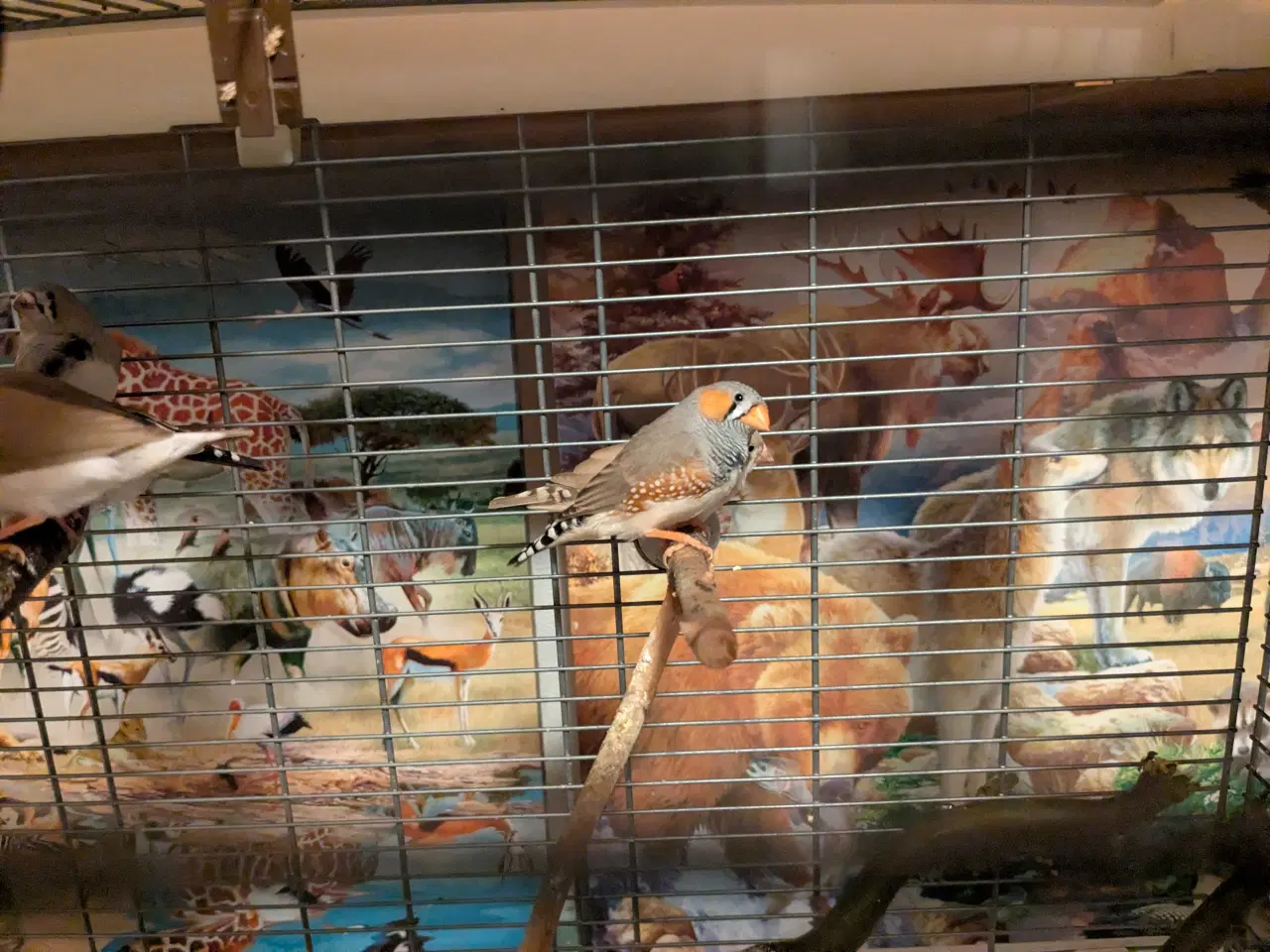 Billede 4 - 10 Zebraer finker med fuglebure