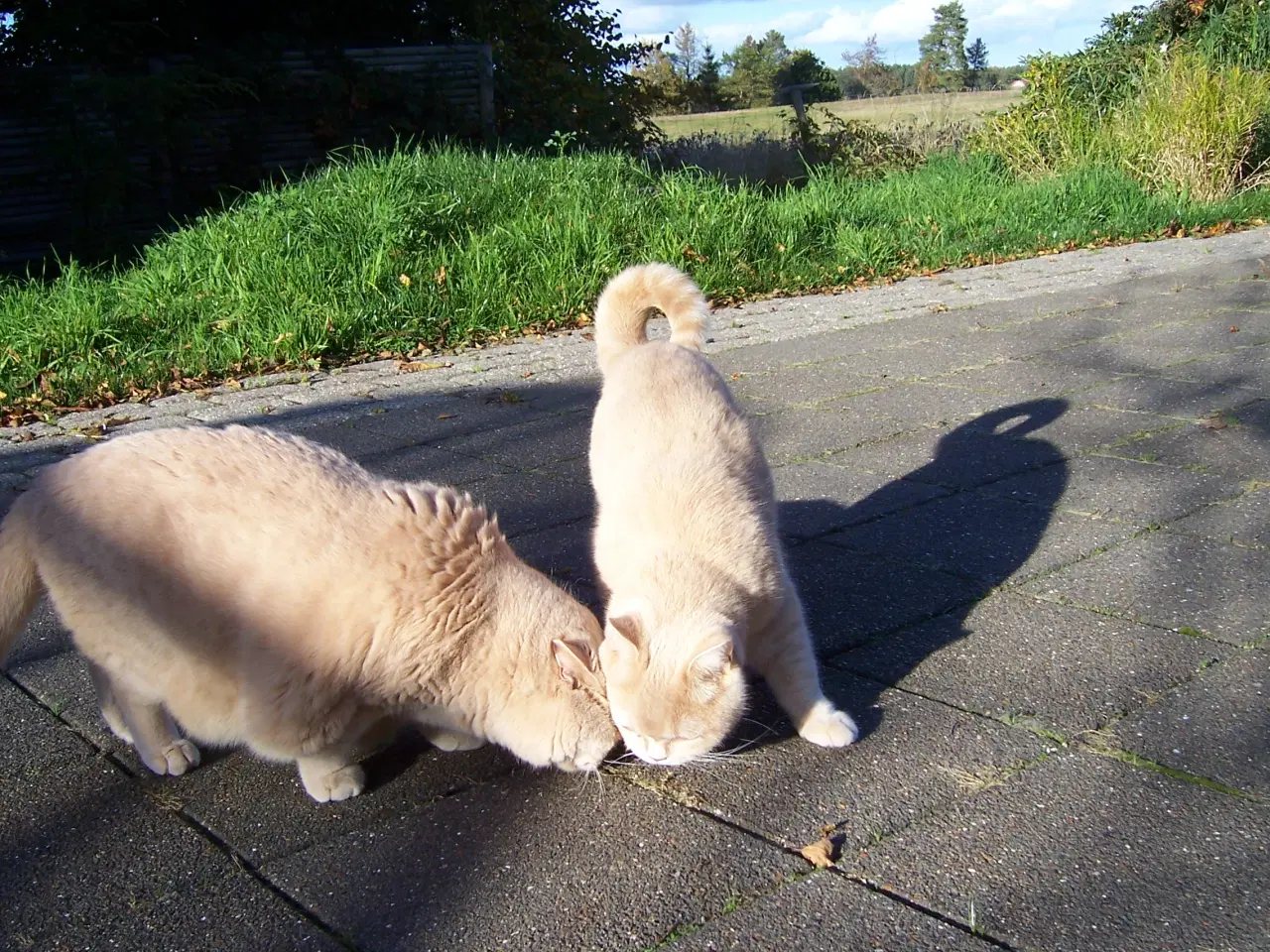 Billede 2 - British Shorthair - 2 kammerater søger nyt hjem.