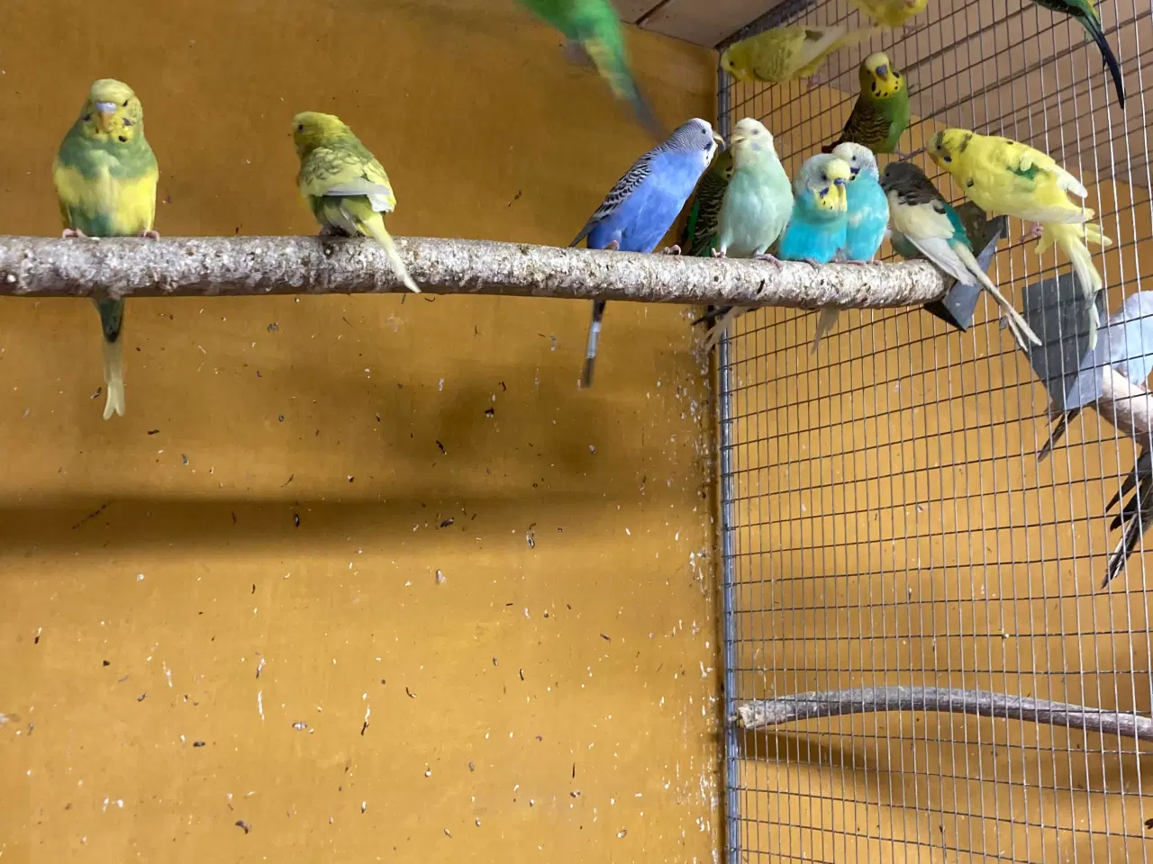 Billede 6 - Flotte undulater som er i Volier fra 75-100kr stk 