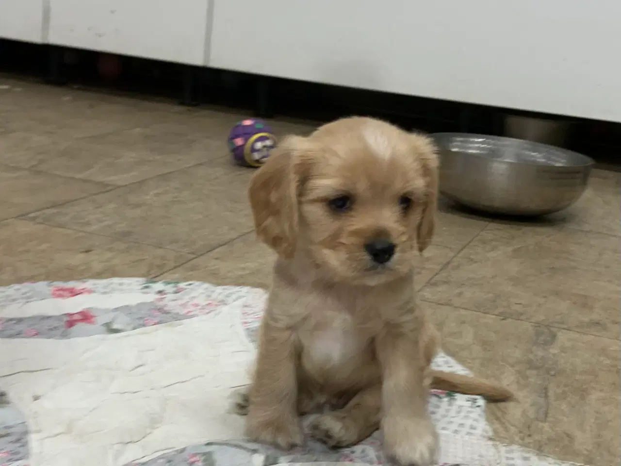 Billede 11 - De yndigste cavapoo babyer 