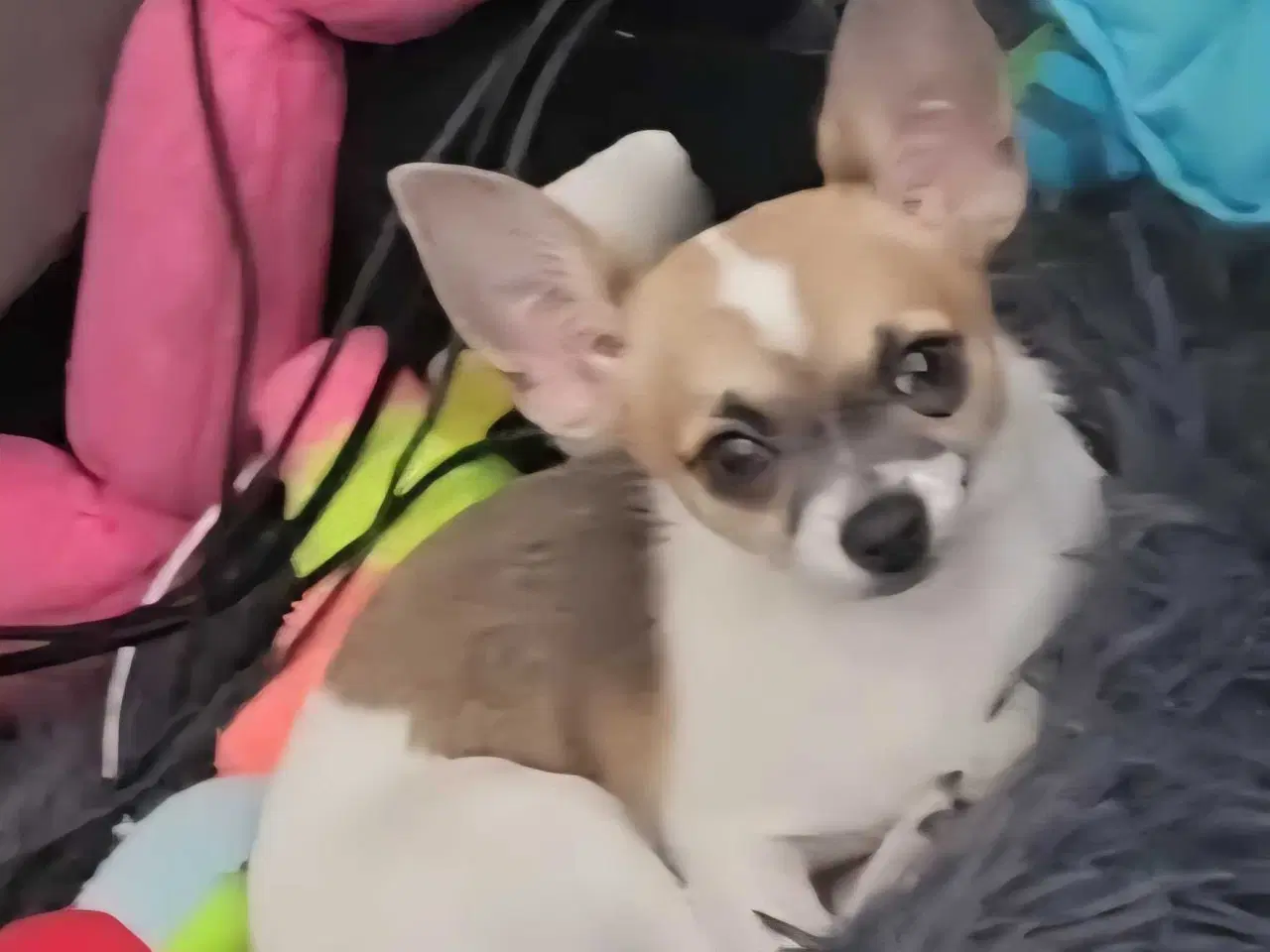 Billede 6 - Chihuahua hvalpe