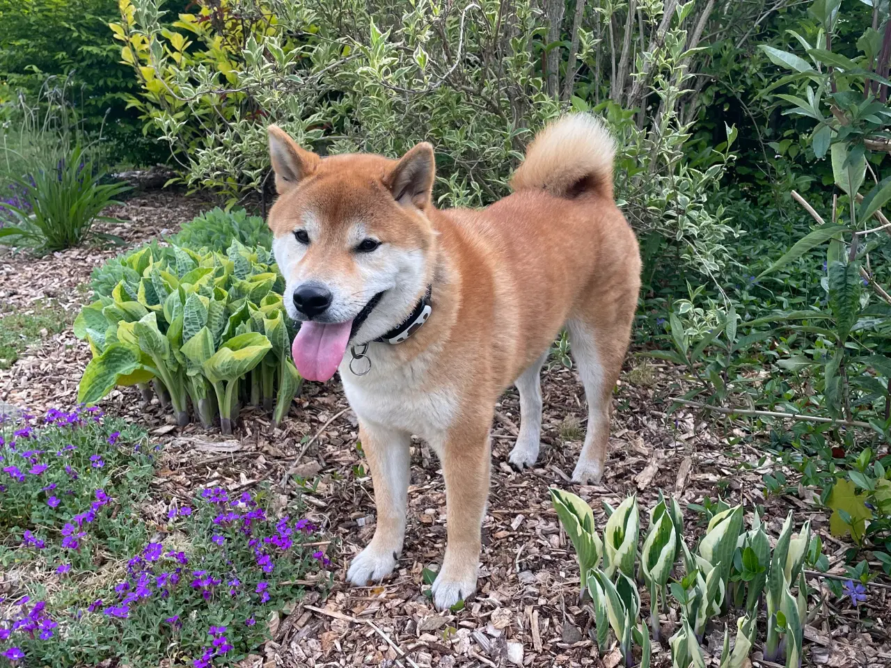 Billede 1 - Shiba Inu, han 2 år