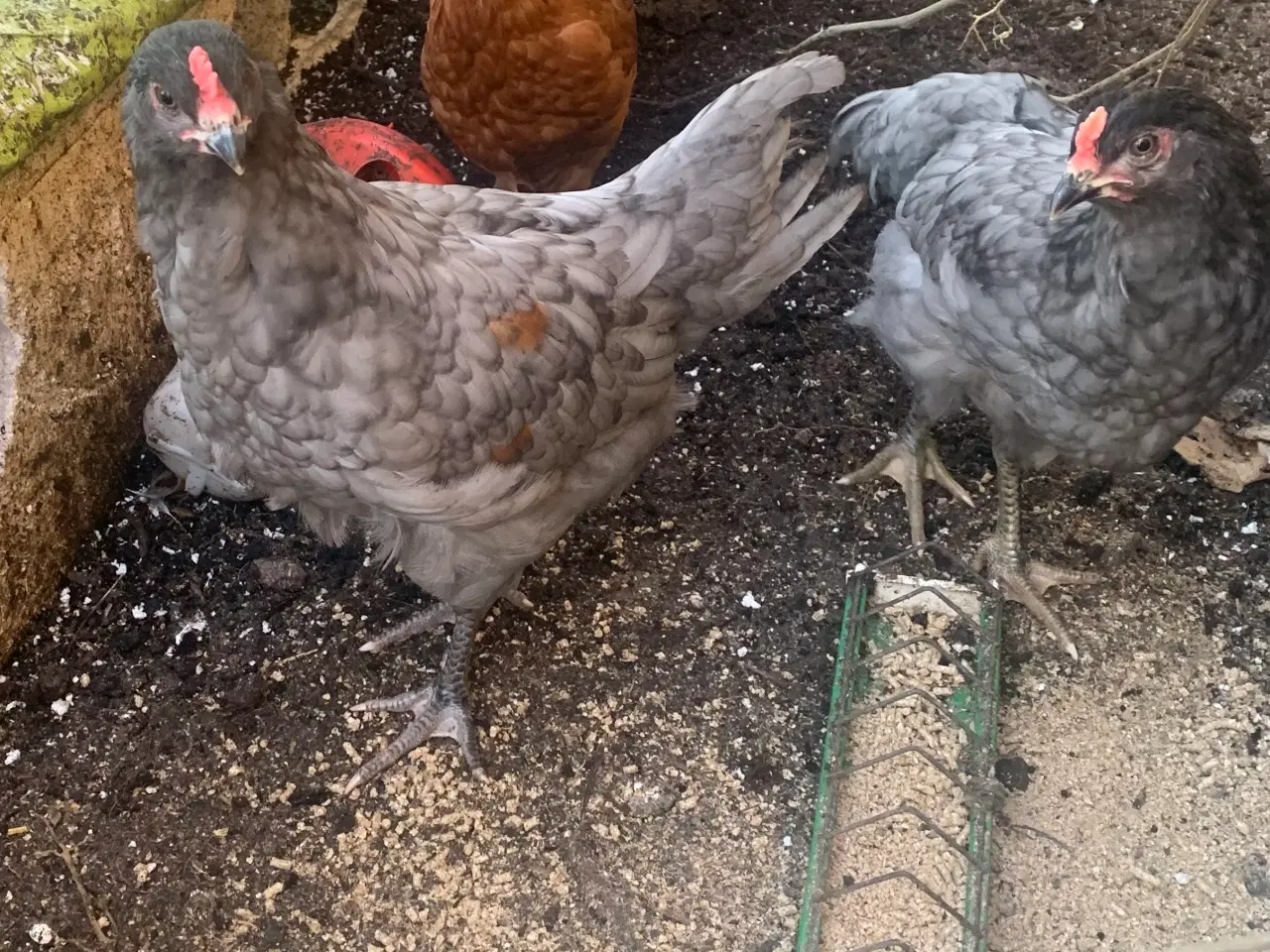 Billede 3 - 2 hanekyllinger i overskud