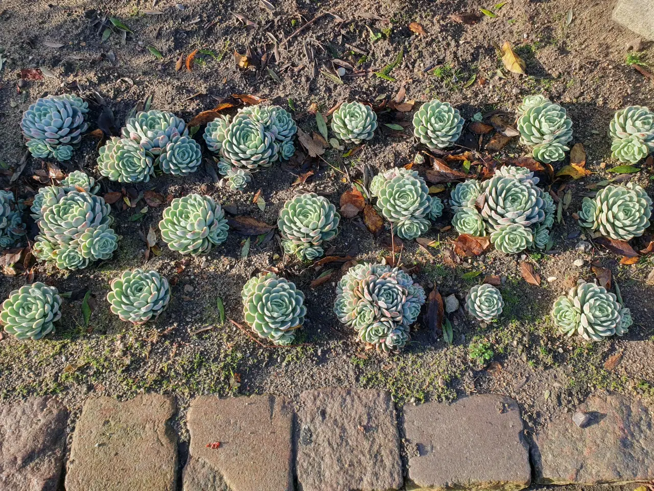 Billede 2 - Echeveria (husløg)