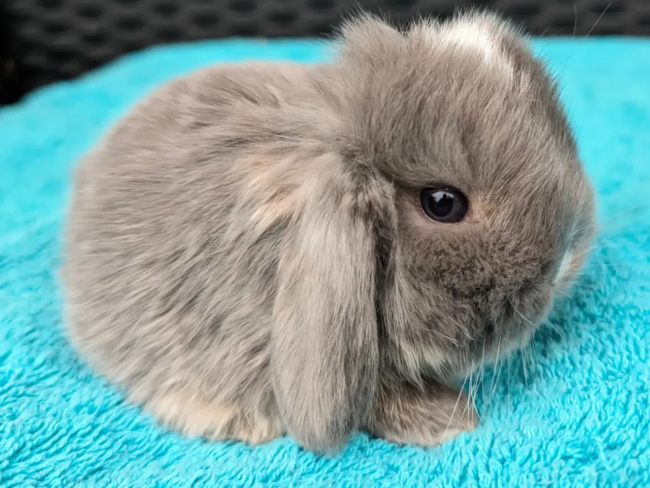 Billede 7 - Minilop kaninunge sælges