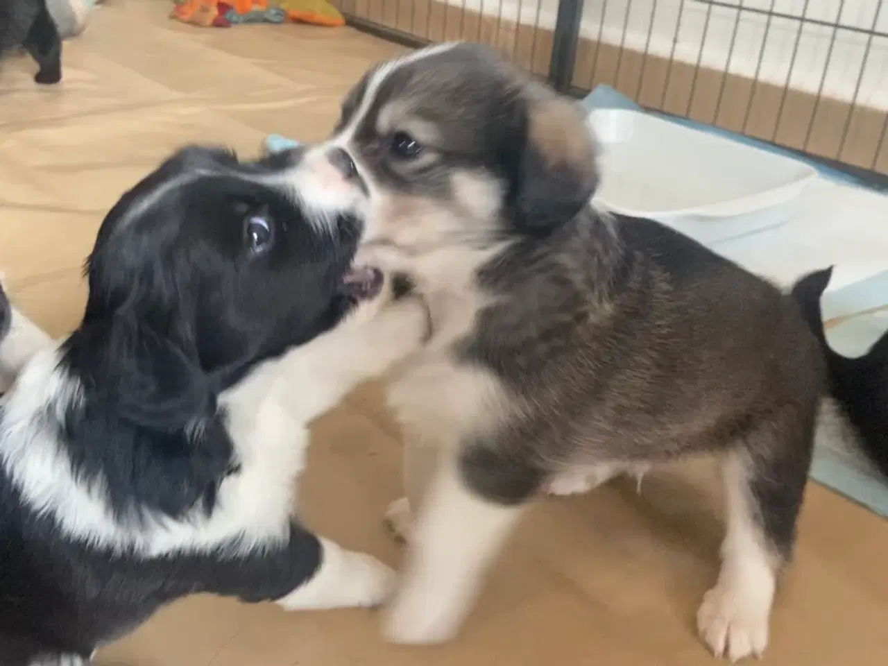 Billede 1 - Hundehvalpe cocker/bjørnehund/islandsk fårehund