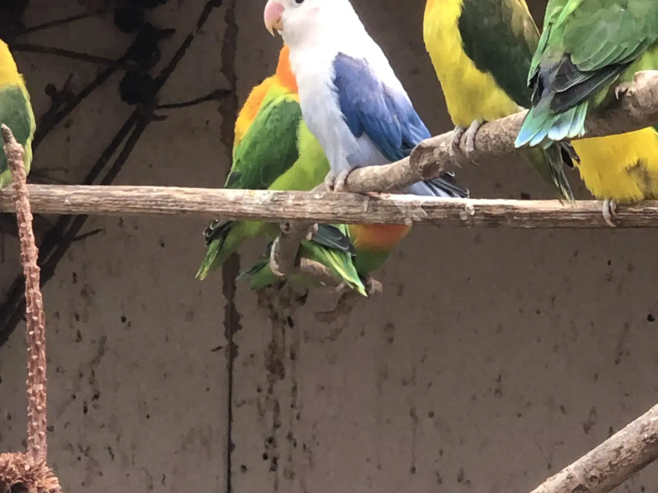 Billede 1 - Dværgpapegøjer