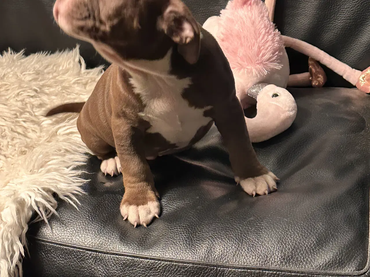 Billede 4 - Old english bulldog