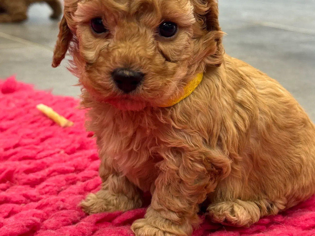 Billede 9 - 🐾✨ Skønne Maltipoo hvalpe klar til deres nye fami