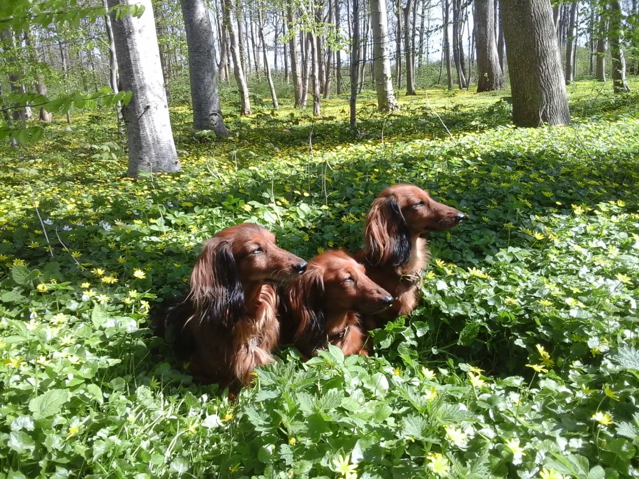 Billede 4 - Langhåret dværg gravhunde hanhvalpe