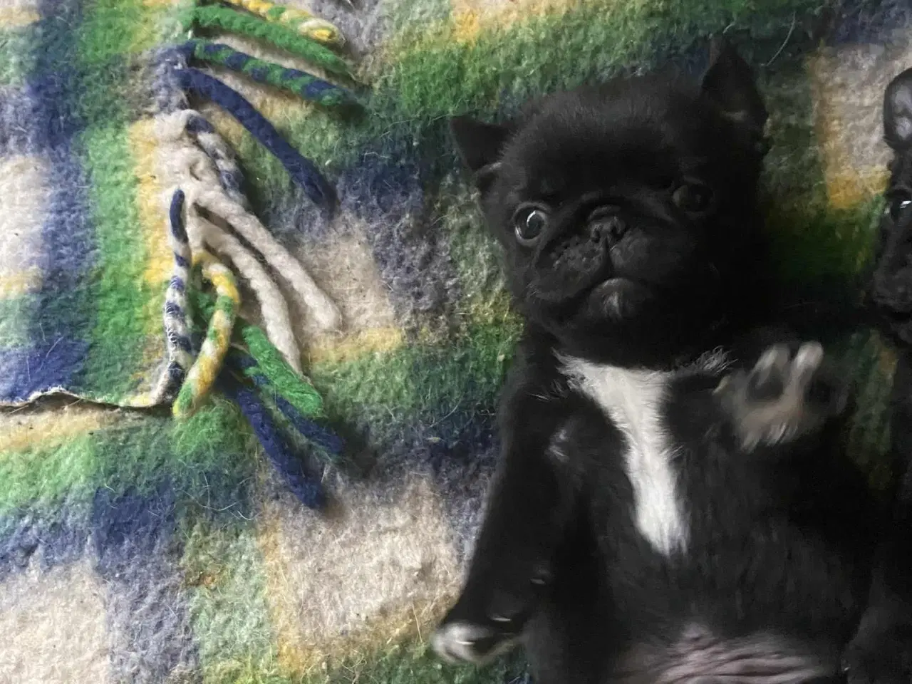 Billede 8 - Små frække moppeloppe bamser