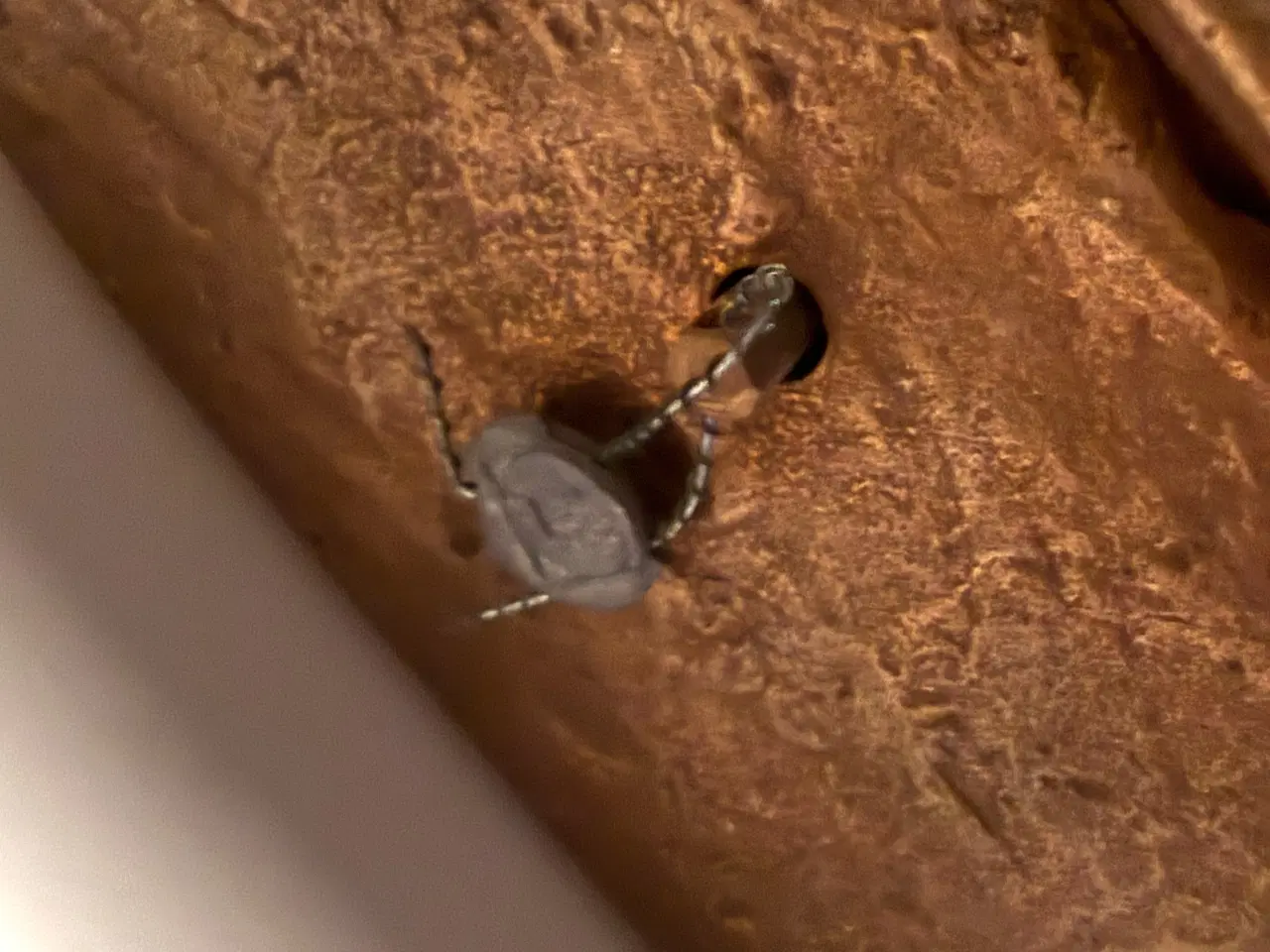 Billede 8 - Erik Heide Bronze fuglehus med plombering 