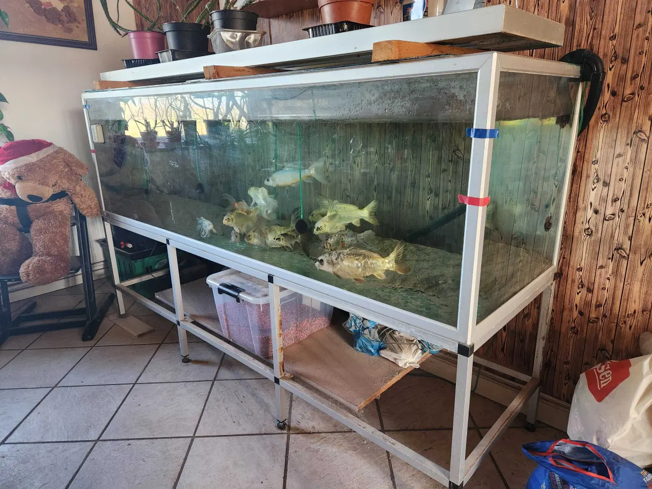 Billede 1 - Koi Koier  Karper  Boddy  Flies  Slør Haler.  M.m 