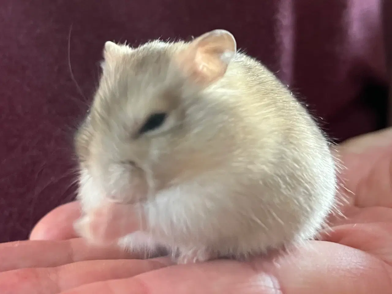 Billede 4 - 🩵🐹Skøn dværghamster unge, dreng🐹🩵