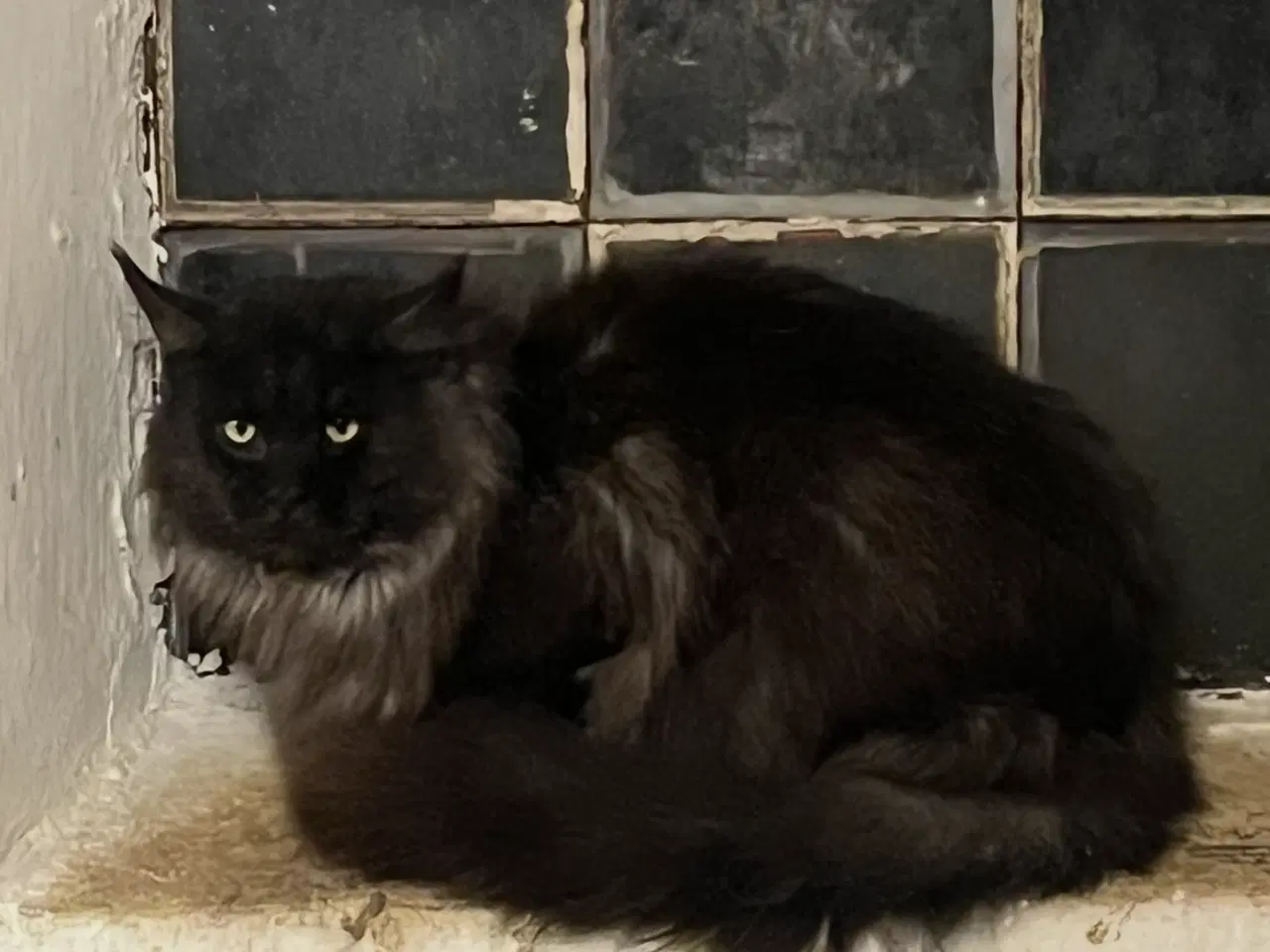 Billede 3 - Maine Coon med tavle til AVL