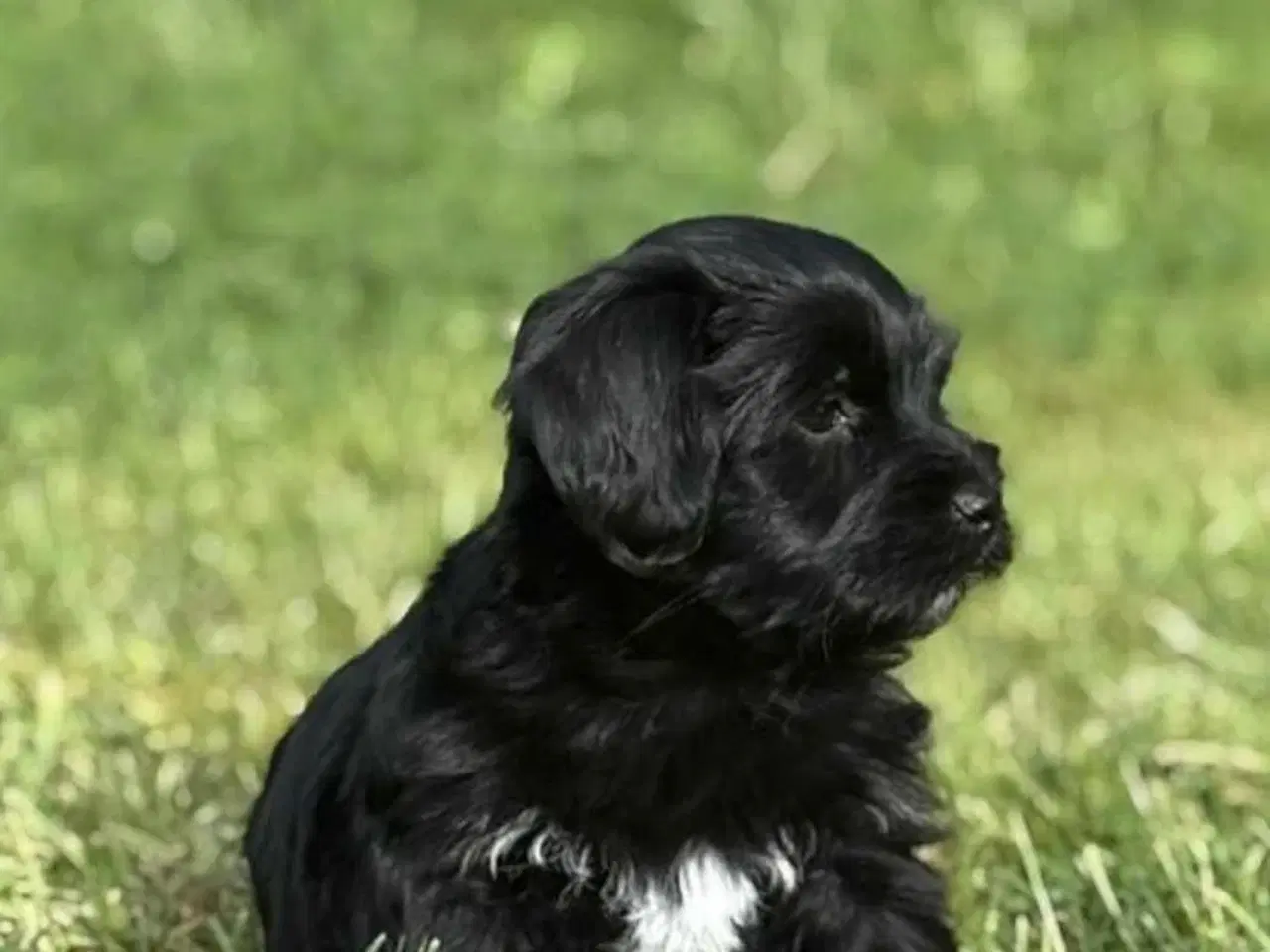 Billede 2 - Bichon Havanais hvalp 