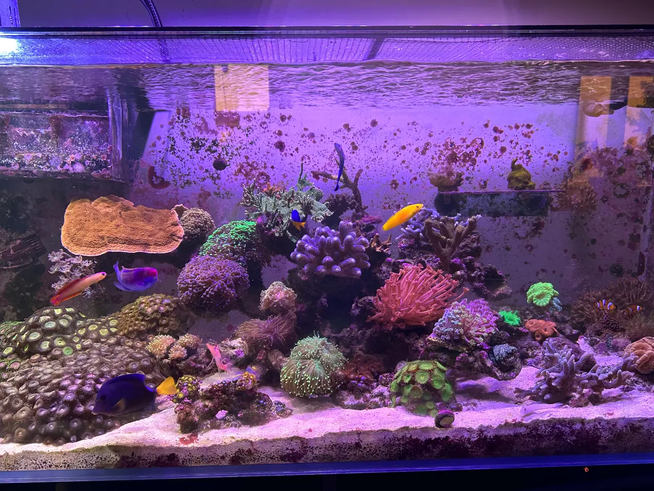 Billede 2 - Koraller og fisk til salg
