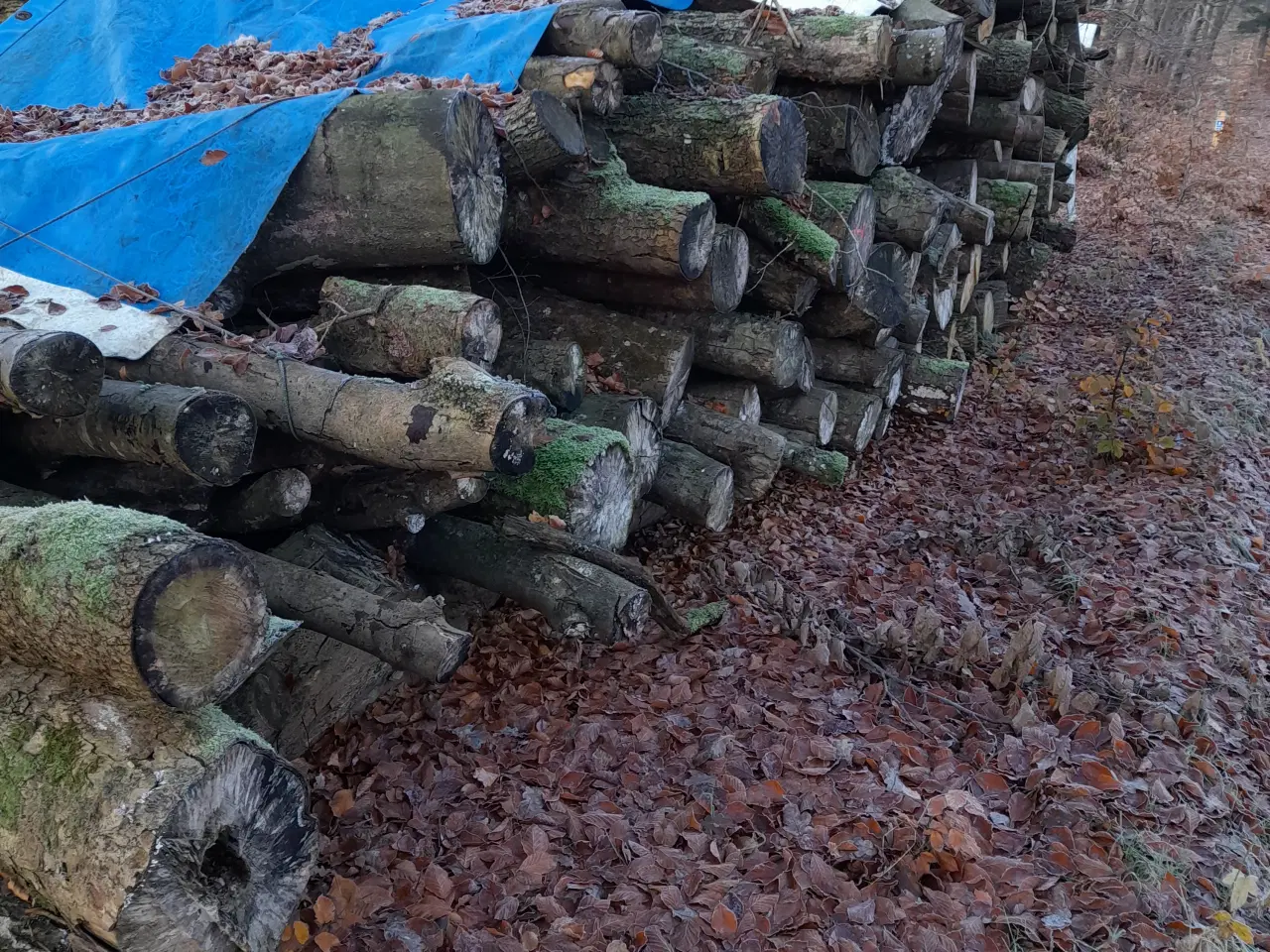 Billede 2 - Bøg og Eg brænde