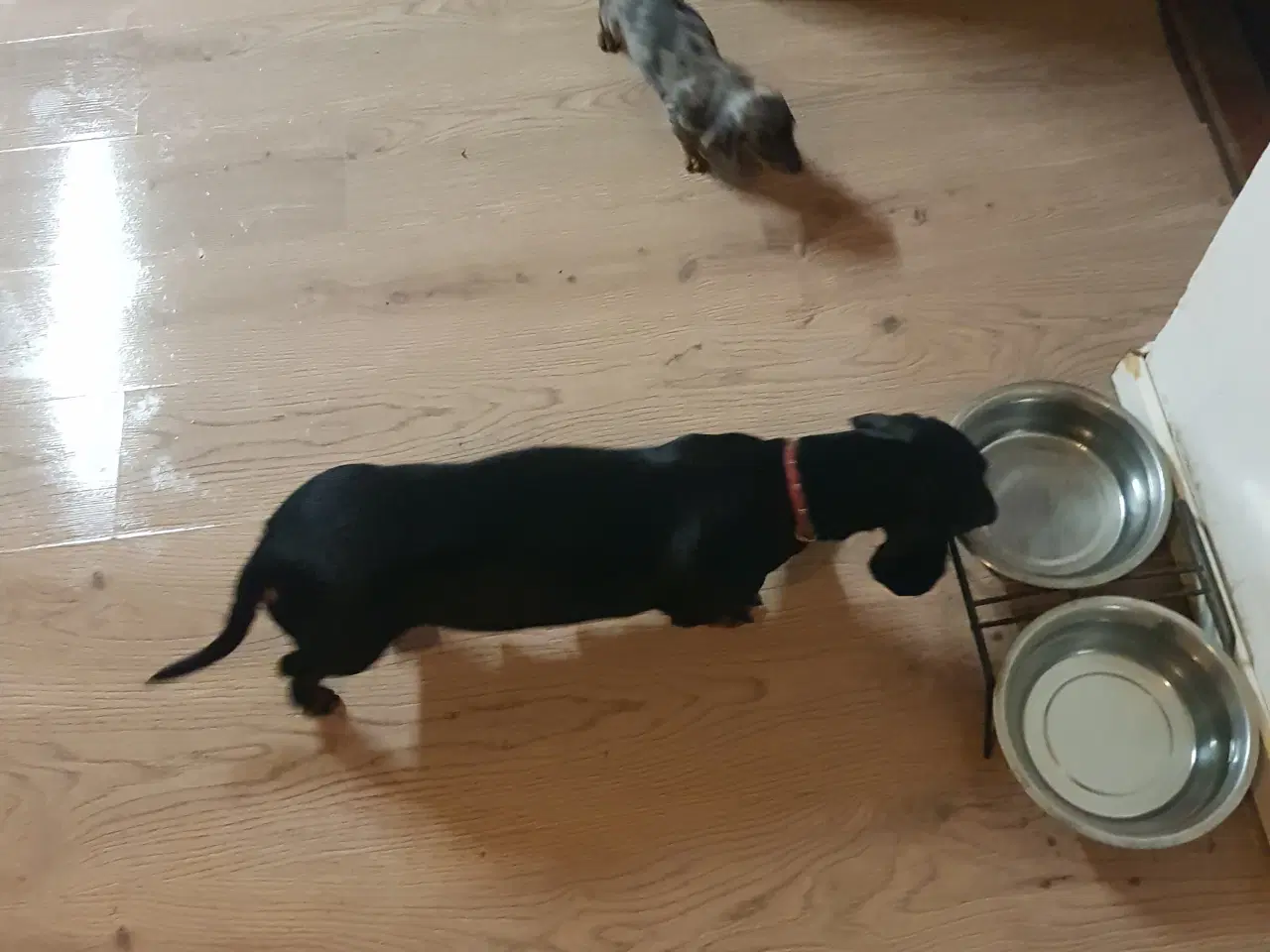 Billede 2 - gravhund